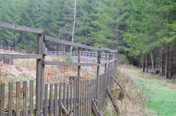 Reforestation, South Bohemia — Stock Photo, Image