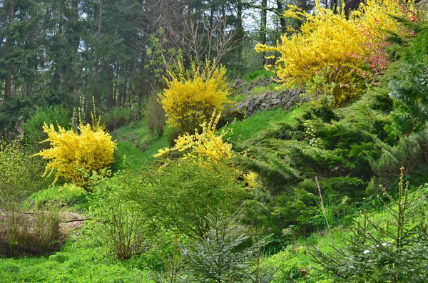 Arbustos floridos, chuva dourada, Boêmia do Sul — Fotografia de Stock