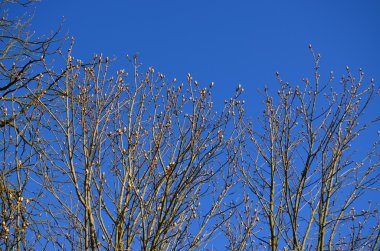 bahar tomurcukları, at kestanesi, Güney Bohemya