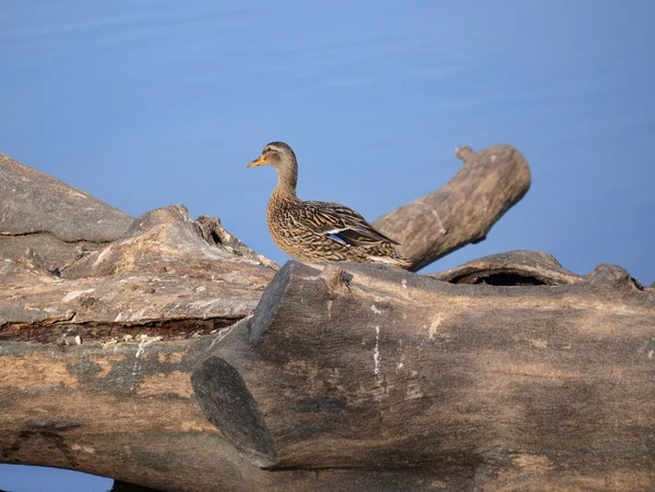 Wildenten am Teich — Stockfoto