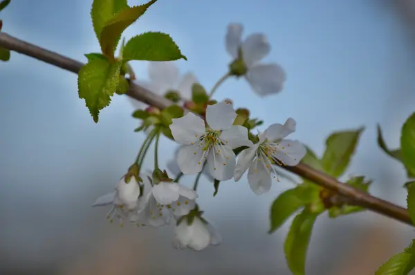 Blossoming apple tree — Stock Photo, Image