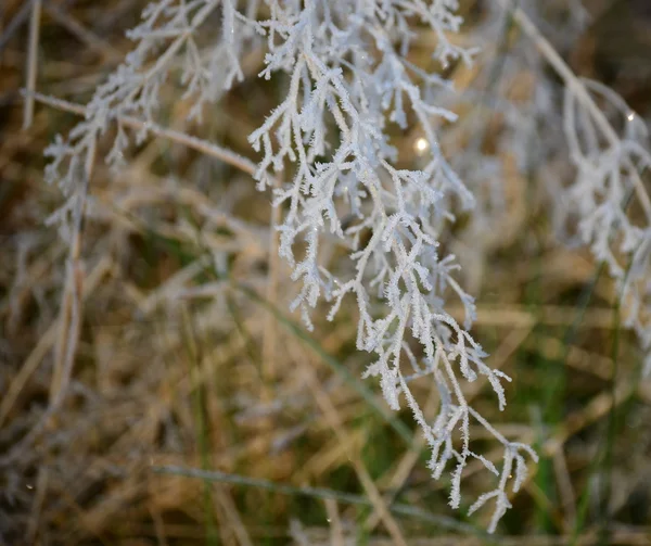 Plantas cobertas de geada, sul da Boémia — Fotografia de Stock