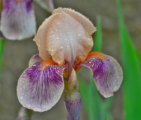 Beautiful violet flower - iris — Stock Photo, Image