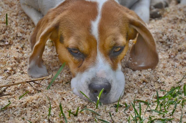 Beagle tricolor fêmea — Fotografia de Stock