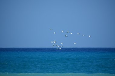 Denizden, Liguria Kuşlar sürüsü