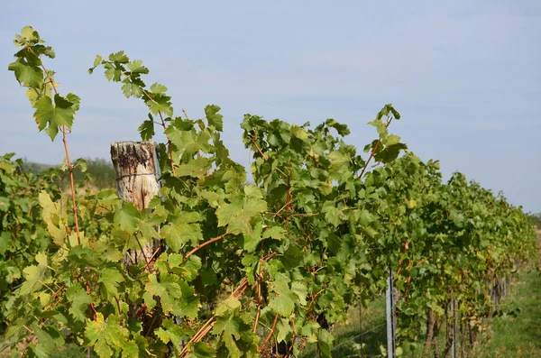 Herbst im Weinberg, Niederösterreich — Stockfoto