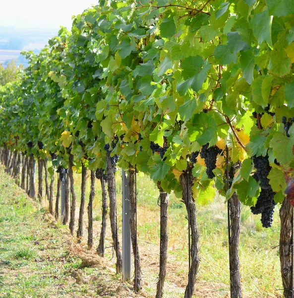 Herbst im Weinberg, Niederösterreich — Stockfoto