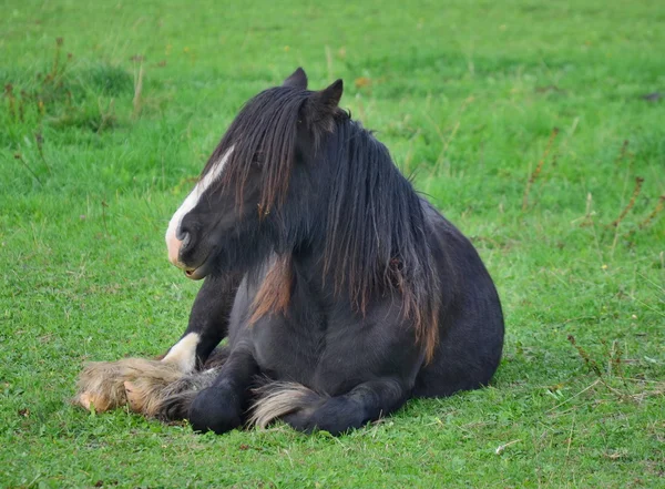 Irish Cob a legelőn — Stock Fotó