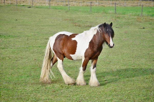 Irish Cob dans le pâturage — Photo