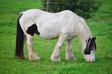 Çayırdaki İrlanda Koçanı