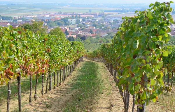 Autumn in the vineyard, Lower Austria — Stock Photo, Image