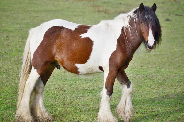 Irish Cob in the pasture — Stock Photo, Image