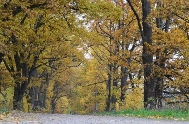 sonbahar manzara, southern Bohemia, Çek Cumhuriyeti görüntülemek