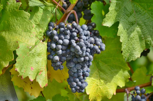 Herbst im Weinberg, Niederösterreich — Stockfoto