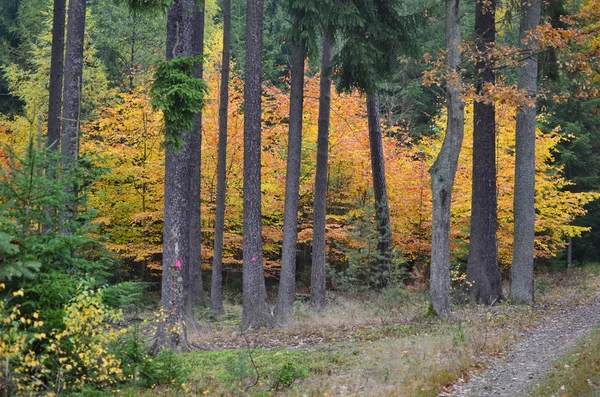 Вид осенний пейзаж, южная Чехия — стоковое фото