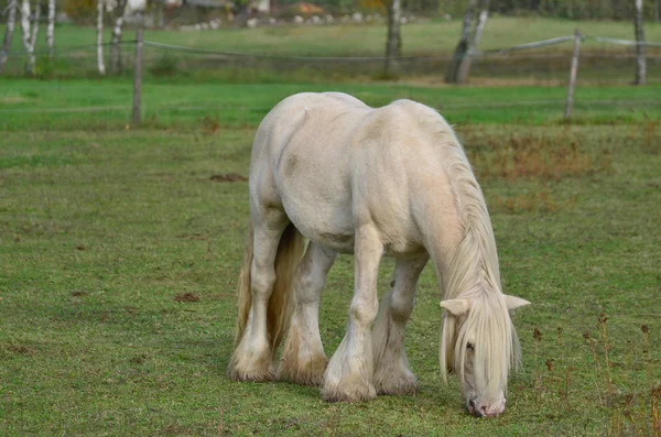 Irish Cob auf der Weide — Stockfoto