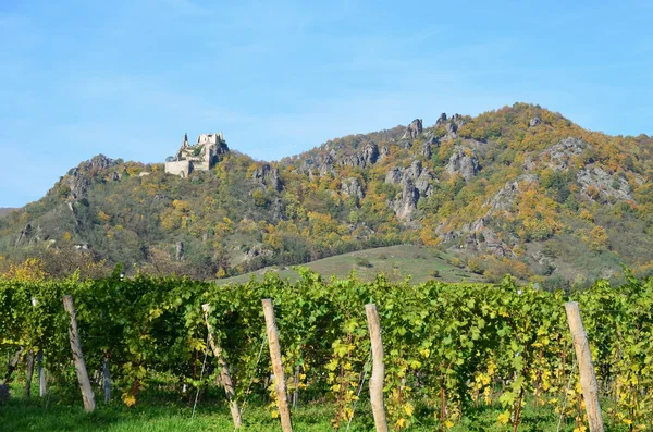 Autumn in the vineyard, Lower Austria — Stock Photo, Image