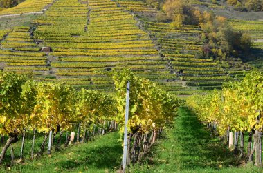 Sonbaharda bağ, aşağı Avusturya