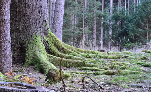 Las raíces del gran abeto viejo, Bohemia del Sur — Foto de Stock