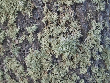 İzlanda yosun, Güney Bohemya