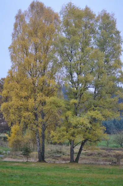 Árvore seca solitária. Boêmia do Sul, República Checa — Fotografia de Stock