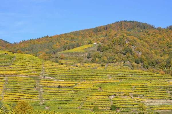 Autumn in the vineyard, Lower Austria — Stock Photo, Image