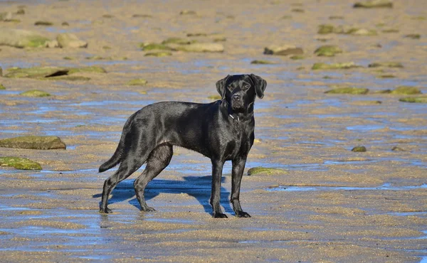 Junger Hund Labrador Retriever — Stockfoto