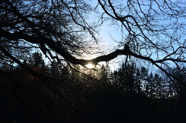 Dimmiga vintern solnedgång, södra Böhmen — Stockfoto