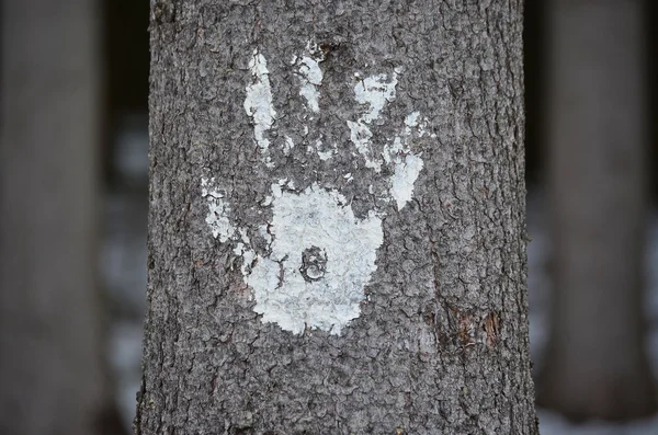 Отпечаток человеческой руки на коре дерева, Южная Чехия — стоковое фото