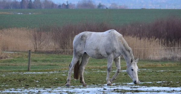 Cheval blanc sur pâturage d'hiver — Photo