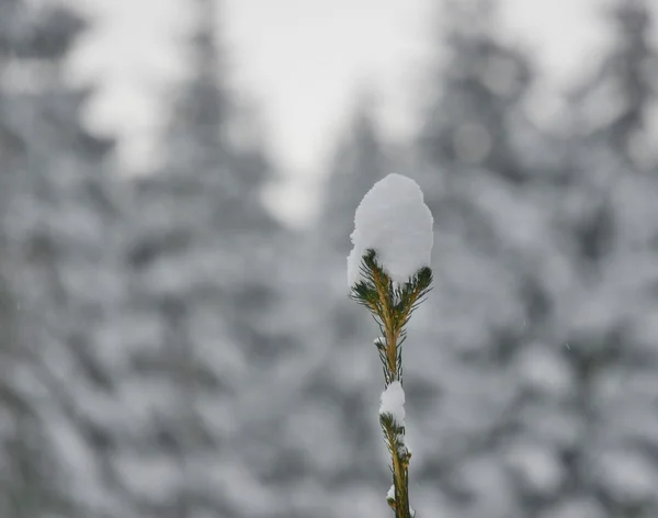 Neve cobre o topo do abeto, Boêmia do Sul — Fotografia de Stock