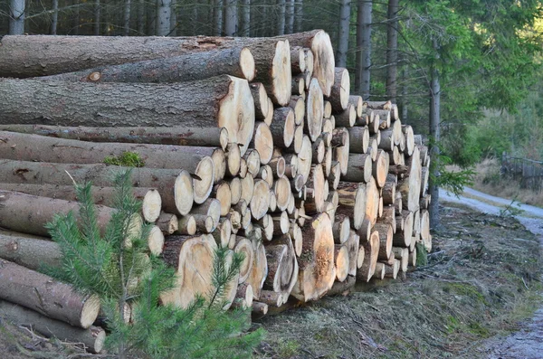 木材輸送、南ボヘミア州の準備ができて — ストック写真