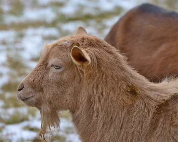 牧草地で茶色のヤギ — ストック写真