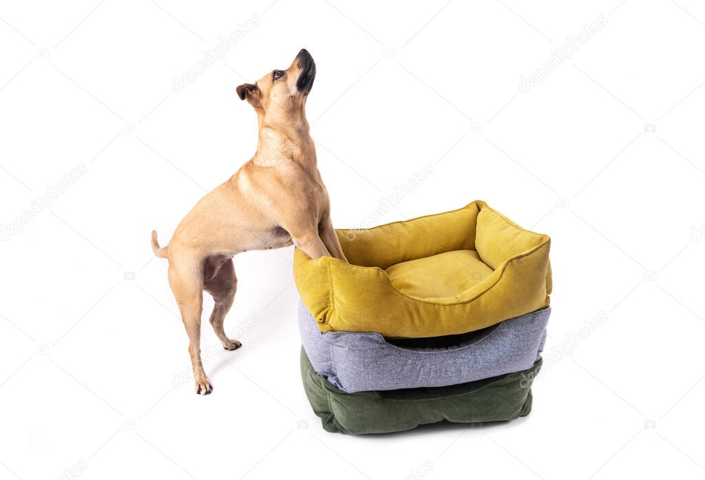 The dog jumps on three animal sleeping beds.