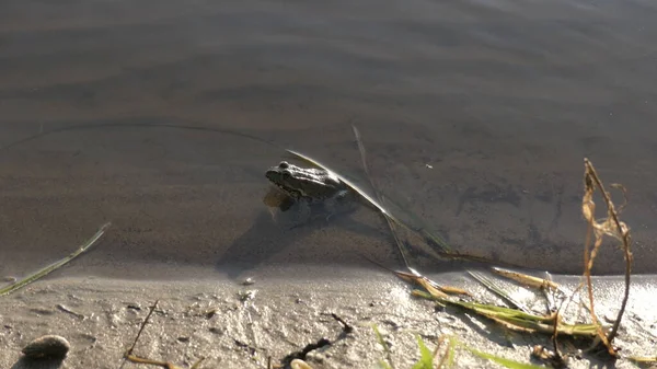 La rana se sienta en la orilla del agua. El sapo saltó al agua. — Foto de Stock