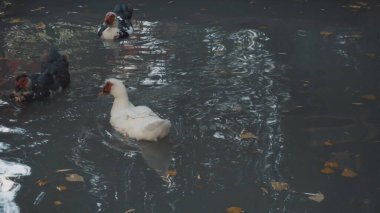 Hint ördekleri mavi bir gölde yüzer. Ördekler parkta yaşar..