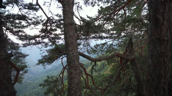 Spazieren Sie durch den Wald mit Blick auf die grünen Berge. Die Kamera filmt aus der ersten Person. — Stockfoto