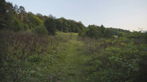 Passeggiata lungo il sentiero nel verde della foresta. La fotocamera scatta dalla prima persona. — Foto Stock