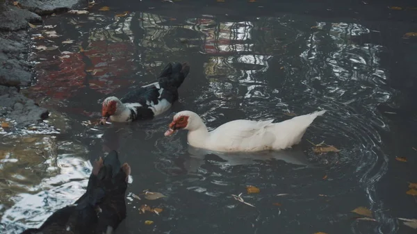 Kachny Indo plavou na modrém jezeře. Kachny žijí v parku. — Stock fotografie