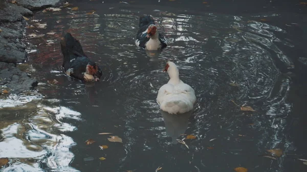 Indo kaczki pływa na niebieskim jeziorze. Kaczki mieszkają w parku. — Zdjęcie stockowe