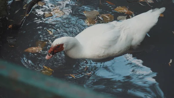 Indo kaczka pływa na niebieskim jeziorze. Kaczki mieszkają w parku. — Zdjęcie stockowe