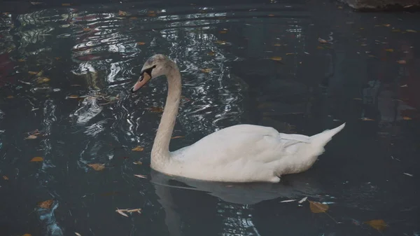 Un cigno bianco galleggia su un lago blu. Gli uccelli acquatici vivono nel parco. — Foto Stock