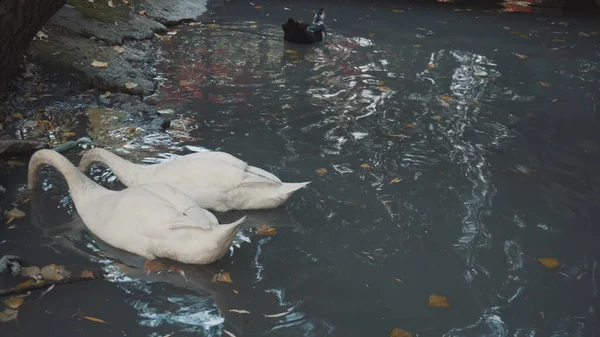 Белые лебеди плавают на голубом озере. Водоплавающая птица ныряет головой в воду в поисках пищи. — стоковое фото