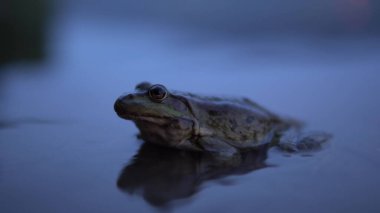 Suda büyük bir kurbağa oturuyor. Yakın plan..