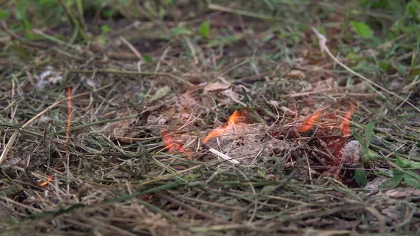 Atılan kibrit çimenleri ateşe verdi. Adamın biri kuru çimlere kibrit attı. Yangın tehlikesi — Stok fotoğraf