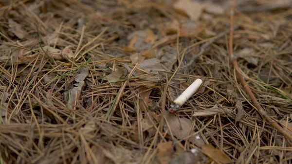 Ormanda yanan bir sigara. Bir adam ormanda yanan bir sigara attı. Muhtemel bir orman yangını tehlikesi