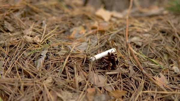 Una sigaretta che fuma in una foresta. Un uomo ha lanciato una sigaretta in fiamme nella foresta. Pericolo di un possibile incendio boschivo — Foto Stock