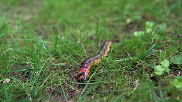 En stor larv kryper på gräset — Stockfoto