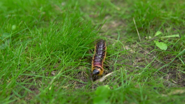 Una gran oruga se arrastra sobre la hierba — Foto de Stock