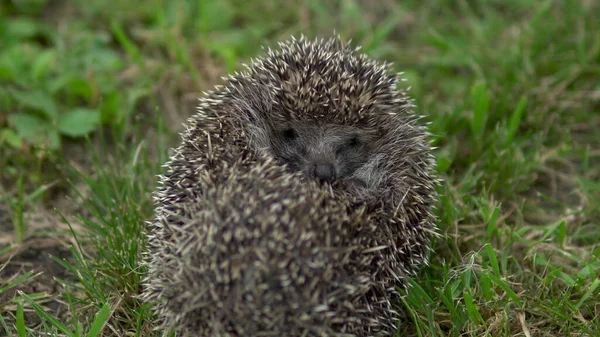 A wild hedgehog curled into a ball. Hedgehog in the nature. — Stock Photo, Image